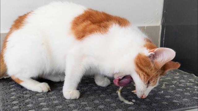 Cat Throwing Up