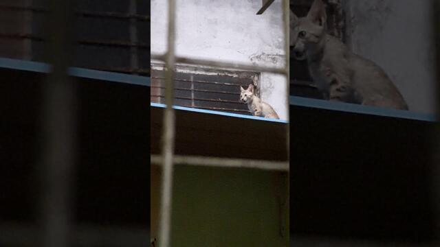 Fatal Fall Kitten hurt badly, Mother cat struggling to rescue.Showing uncondtional Love