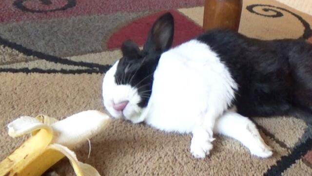 Sleeping rabbit wakes up at the sound of a banana