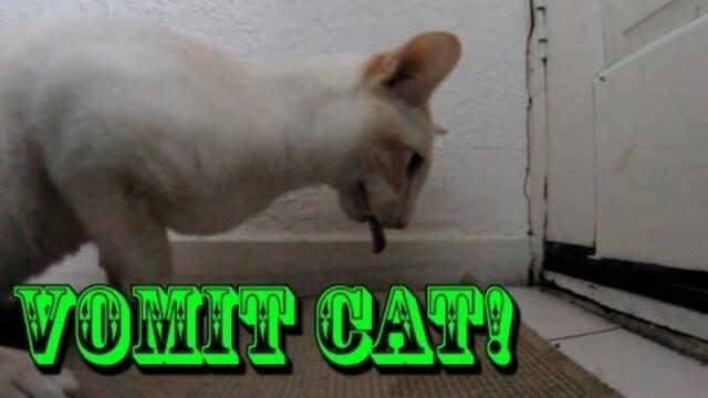 My Greedy cat being sick