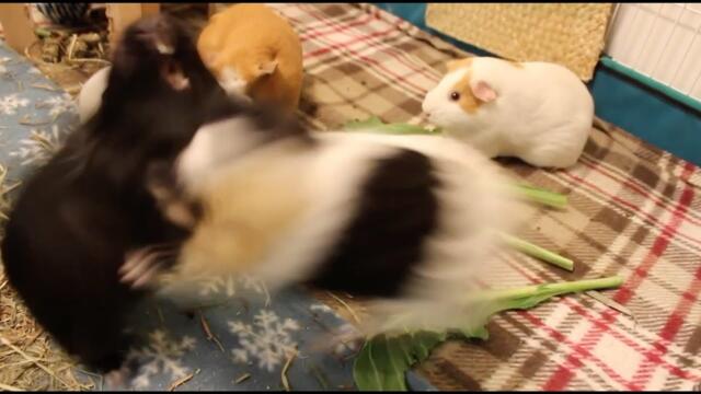 Ridiculous guinea pig fight