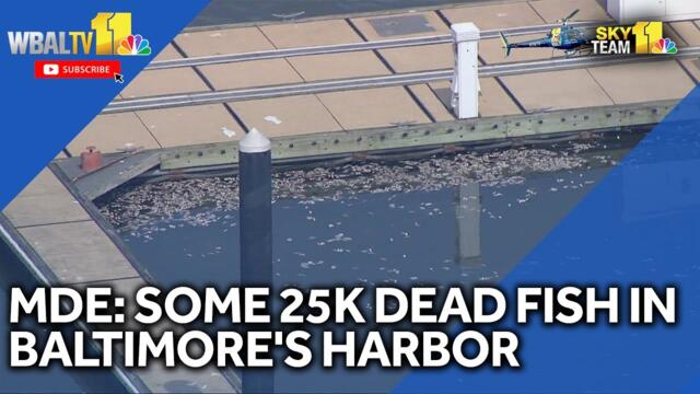 MDE: Dead fish not caused by pollution event