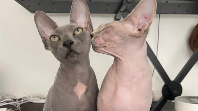 Sphynx Cats Make The Cutest Sounds 💕