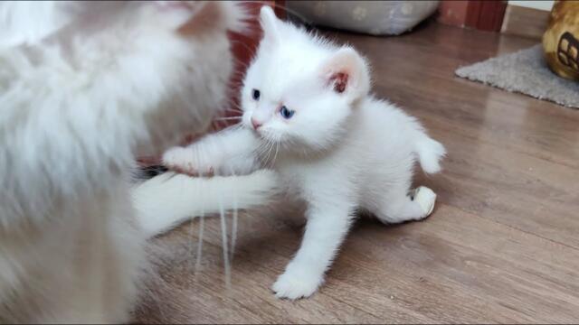 Kitten Dino plays with his older brother, and his mother cat is always nearby.