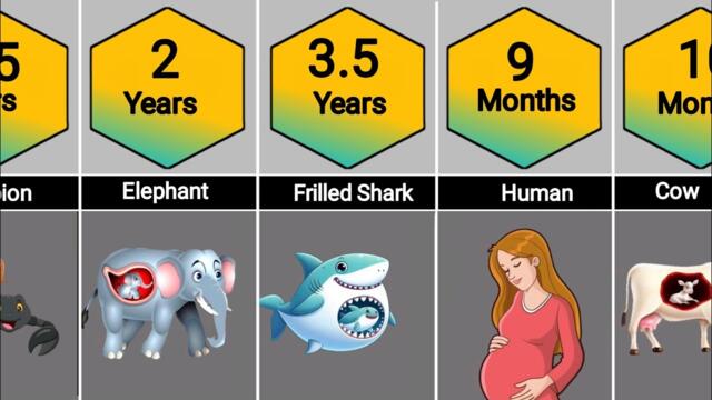 The Duration of Pregnancy in Humans and Animals.