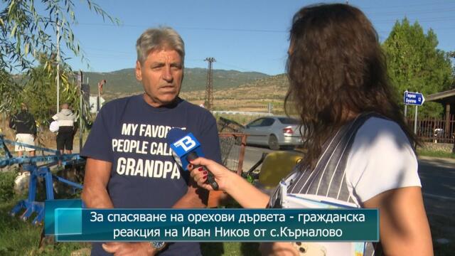 За спасяване на орехови дървета - гражданска реакция на Иван Ников от с.Кърналово