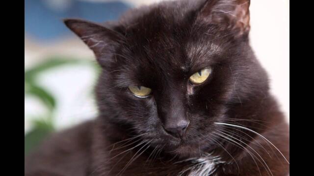 Happy Cat Purring Smoothly - Comforting Sounds for Sleep, Relaxation, Learning, Concentration, ASMR