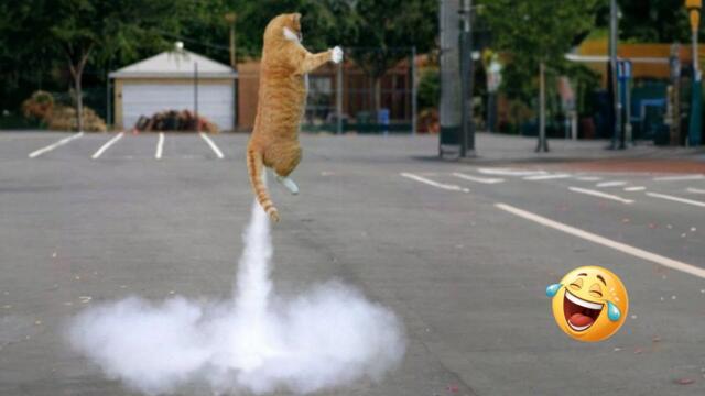 Try not to Laugh🤣 Funny videos with CATS😸and Dogs🐶