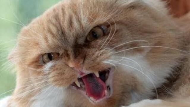 Cat attacking people Compilation