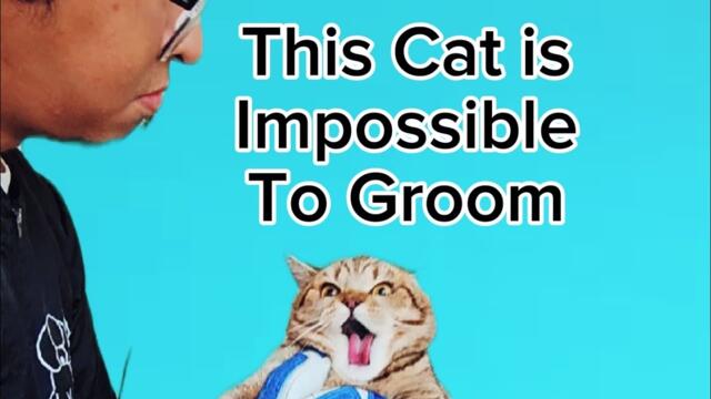 This Cat Is Impossible to groom they say. See what happens in the end.