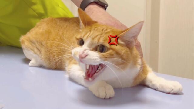 爪切りするとゴジラ級に大暴れする猫が神の手を持つ先生がいる病院で爪切りするとこうなります