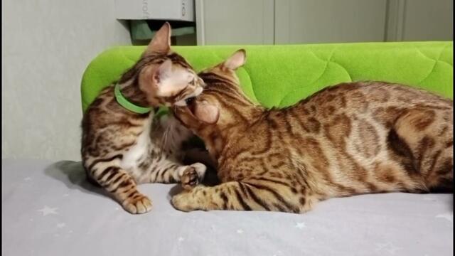 Бенгальская кошка и котенок