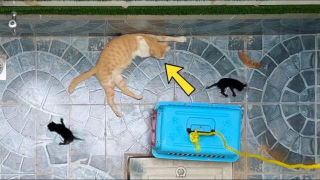 A man risks his life to save a cat from a 4th floor balcony.