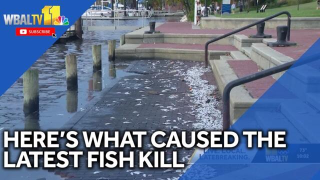 25K dead fish in harbor, MDE says; Here's what caused it