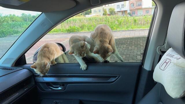 Three very clever kittens jumped into my car and tried to get me to take them on a trip!Funny cute.
