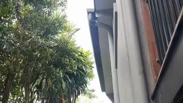 Brisbane woman films ‘dinosaur-like' snake in backyard