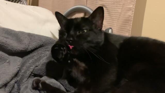 Cat Coughs out little pink tongue