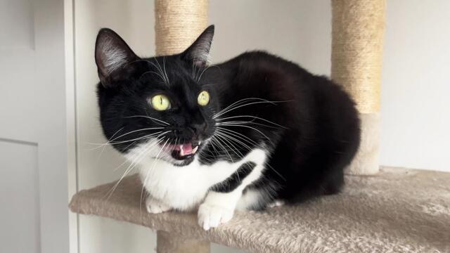 "I ekekek and bark if I see them"