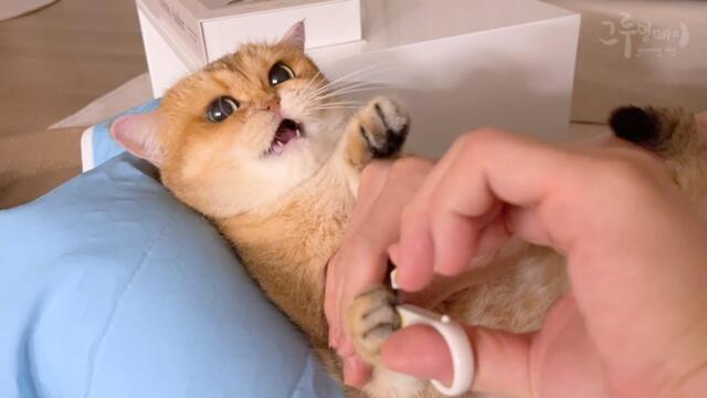 손톱 자르는데 소리지른 고양이