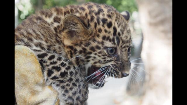 Бебе леопард Виктория е новата гордост на Зоопарк Варна