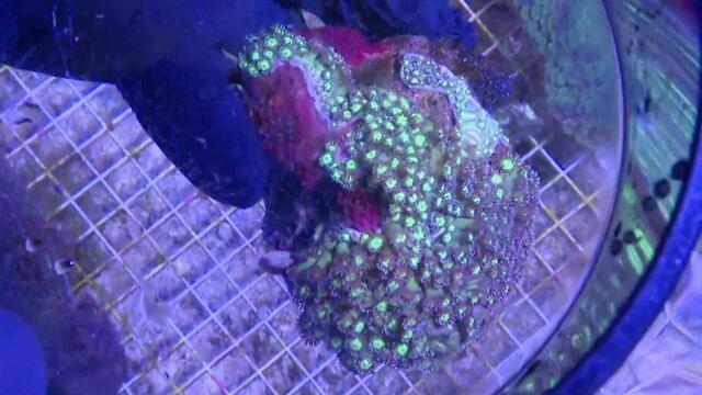 Coral Smuggled From Indonesia Now Lives At New York Aquarium