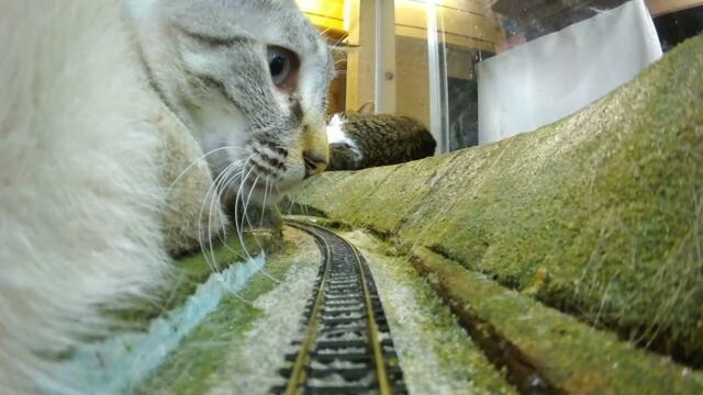 💖 Every Hug Saves a Life – Join Us in Protecting 160 Shelter Cats