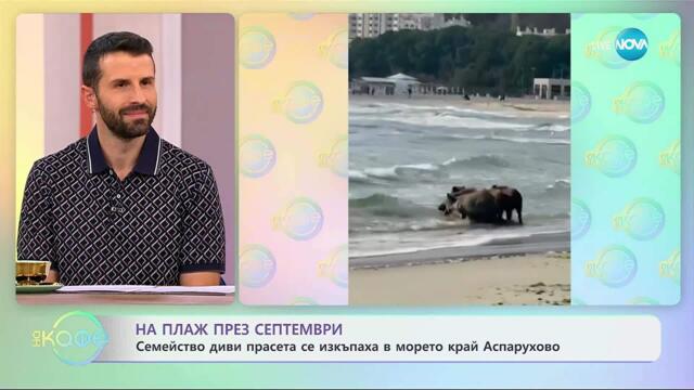Семейство диви прасета се изкъпаха в морето край Аспарухово - „На кафе” (26.09.2025)
