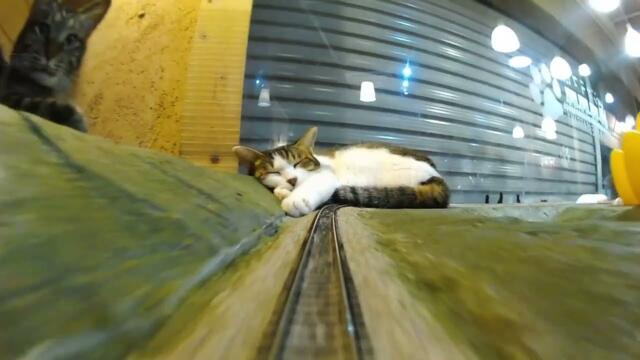 “You Are the Reason Over 150 Cats Are Safe”