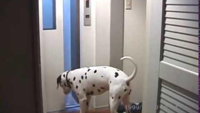 my dog in elevator | LHEGIE