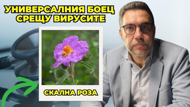 Д-р Николай Колев: Билката скална роза е универсален боец срещу вирусите