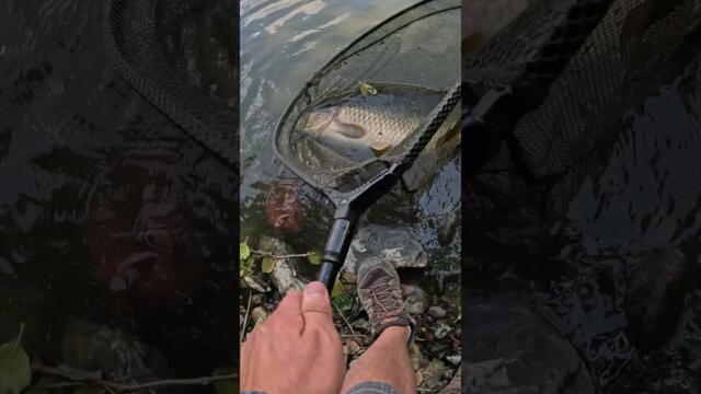 Риболов за трофейни шарани на Панчарево 3 #shorts  #carp #fishing #fish #shortvideo #carpfishing