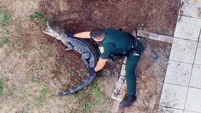 Deputy Uses Lasso To Remove Alligator From Backyard In Florida