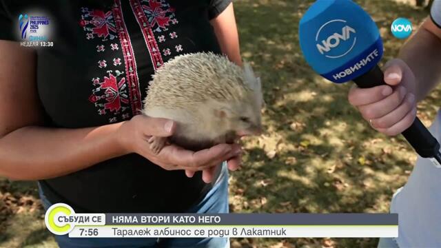 Откриха първия таралеж албинос в България