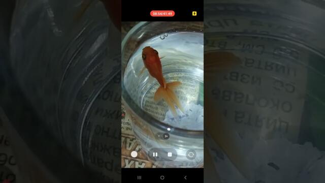 13гМиИзпълСмъртПрисъд-СТазАмпул🤮(ПълнСТежкМетал,МногРак,РазстНаНервСма-Обикал24/7,ОбездвРъцИКракИДр)