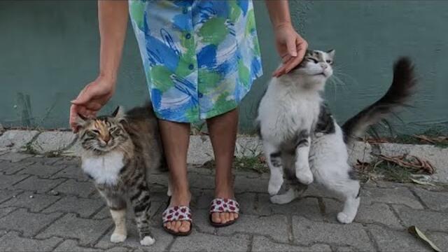 Two stray cats compete with each other to be petted