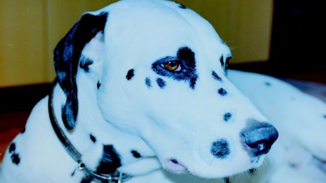 NEW UPDATE | My dog in elevator ❤️ | Lhegie