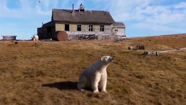Polar Bears Move Into Houses In Abandoned Research Town In Russia