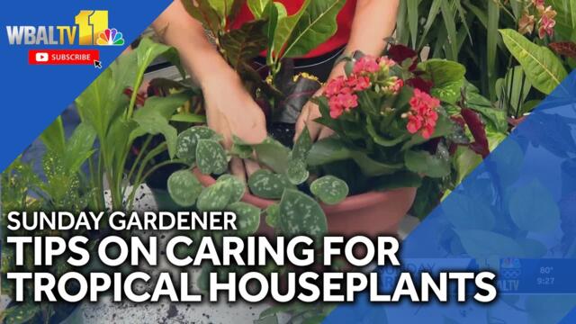 Sunday Gardener: Advice on caring for tropical houseplants