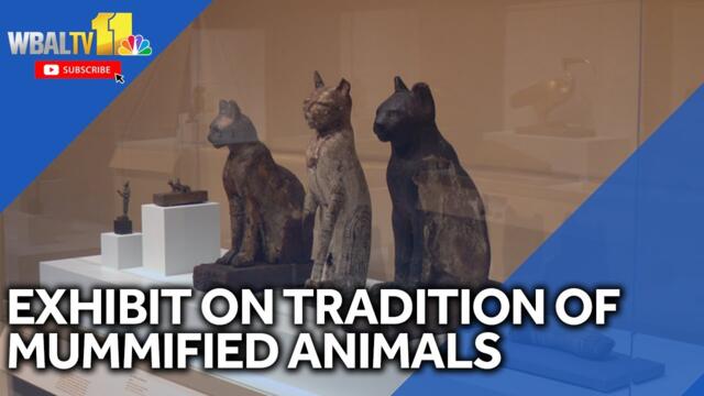 Exhibit explores tradition of mummified animals