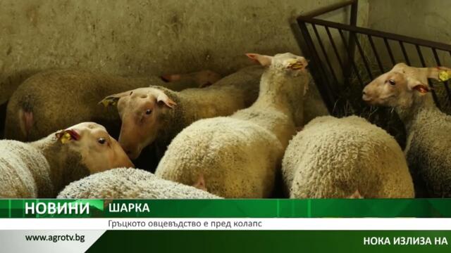 ШАРКА: Гръцкото овцевъдство е пред колапс