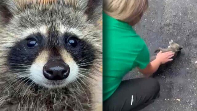 Kentucky Nurse Gives CPR To Raccoon Drunk Off Moonshine