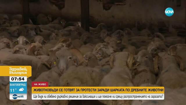 Овцевъди и козевъди - в протестна готовност