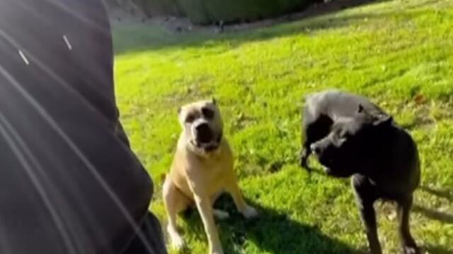 Tyrese Gibson's Dogs Fatally Maul Neighbor's Puppy