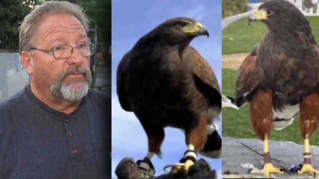 Reward Offered After 2 Hawks Stolen At SoFi Stadium In Los Angeles