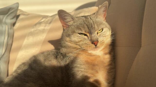 Sleeps peacefully, sees cat, sleeps angrily