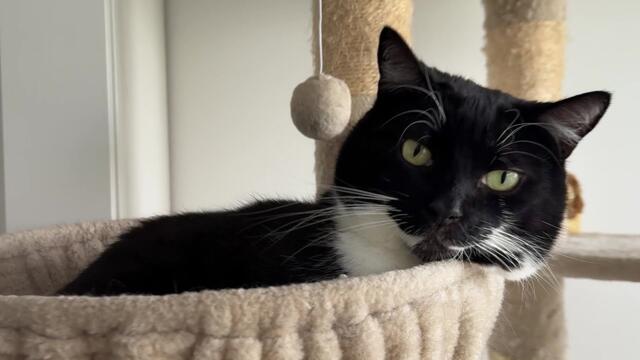 Sleepy cat bros resting in the tower