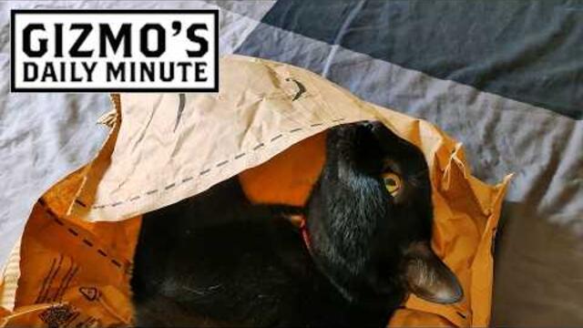 Gizmo is hiding perfectly (also, it's Gizmo's B-Day!!)