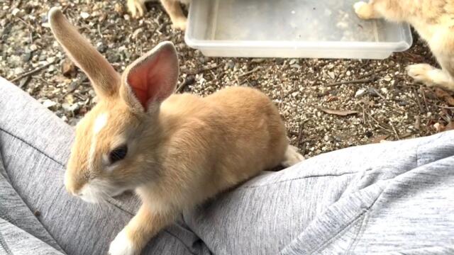 ​Very friendly baby bunny asked if it could sit on my lap.