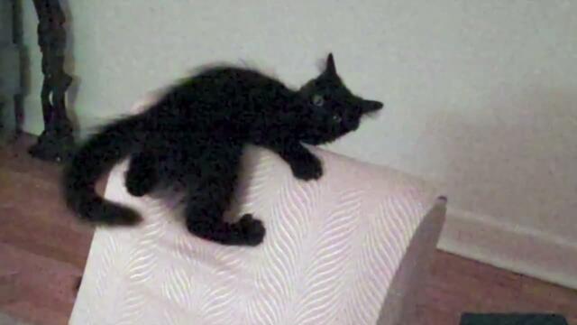 Halloween’s CUTEST Monster 😼🎃