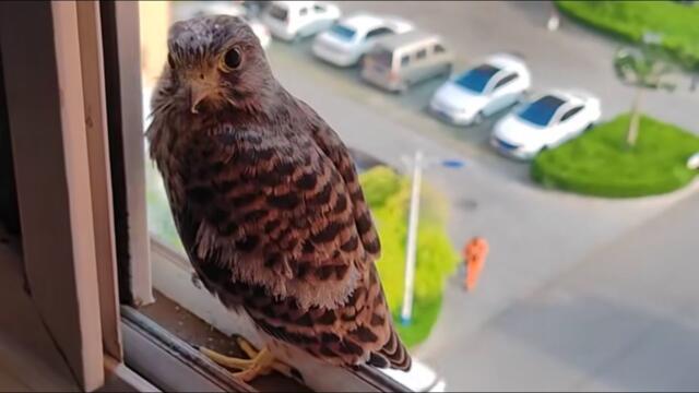 A Wild Kestrel Landed on My Window—And We Became Friends